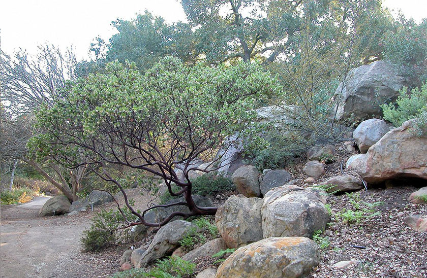 Santa Ynez Valley Tree Care